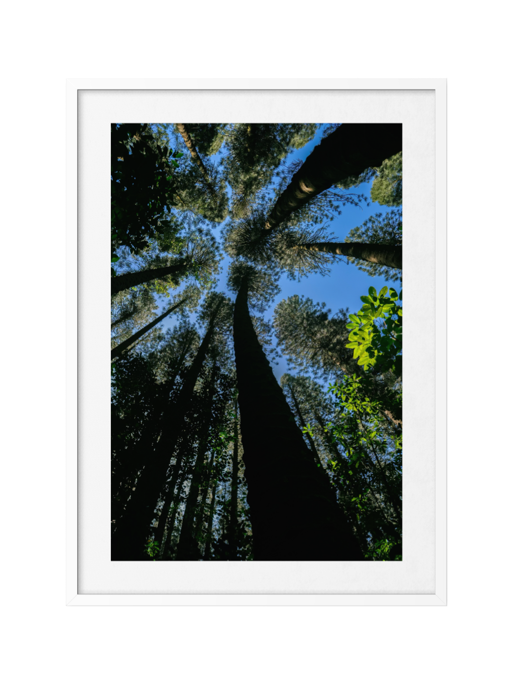 Pacific Pines