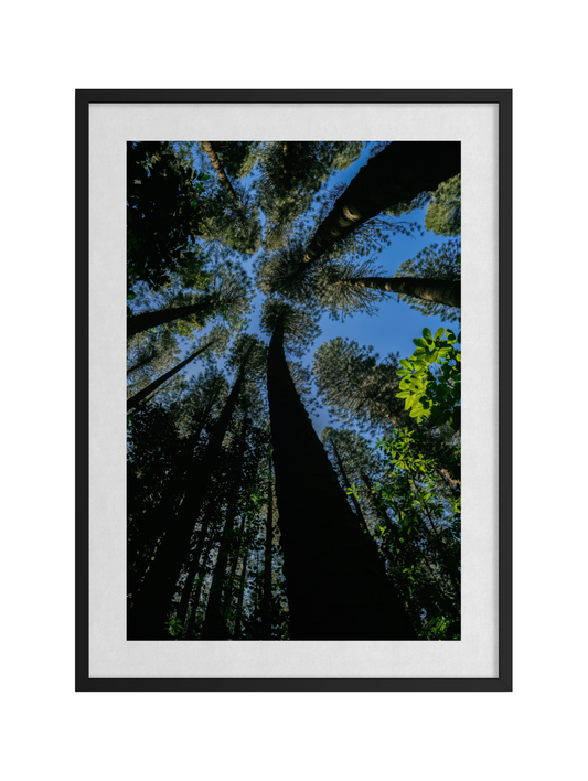 Pacific Pines
